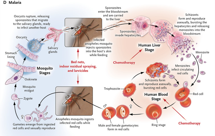 Первичная малярия это. Патогенез малярии. Малярия эпидемиология. Малярия симптомы картинки. Малярия этиология.